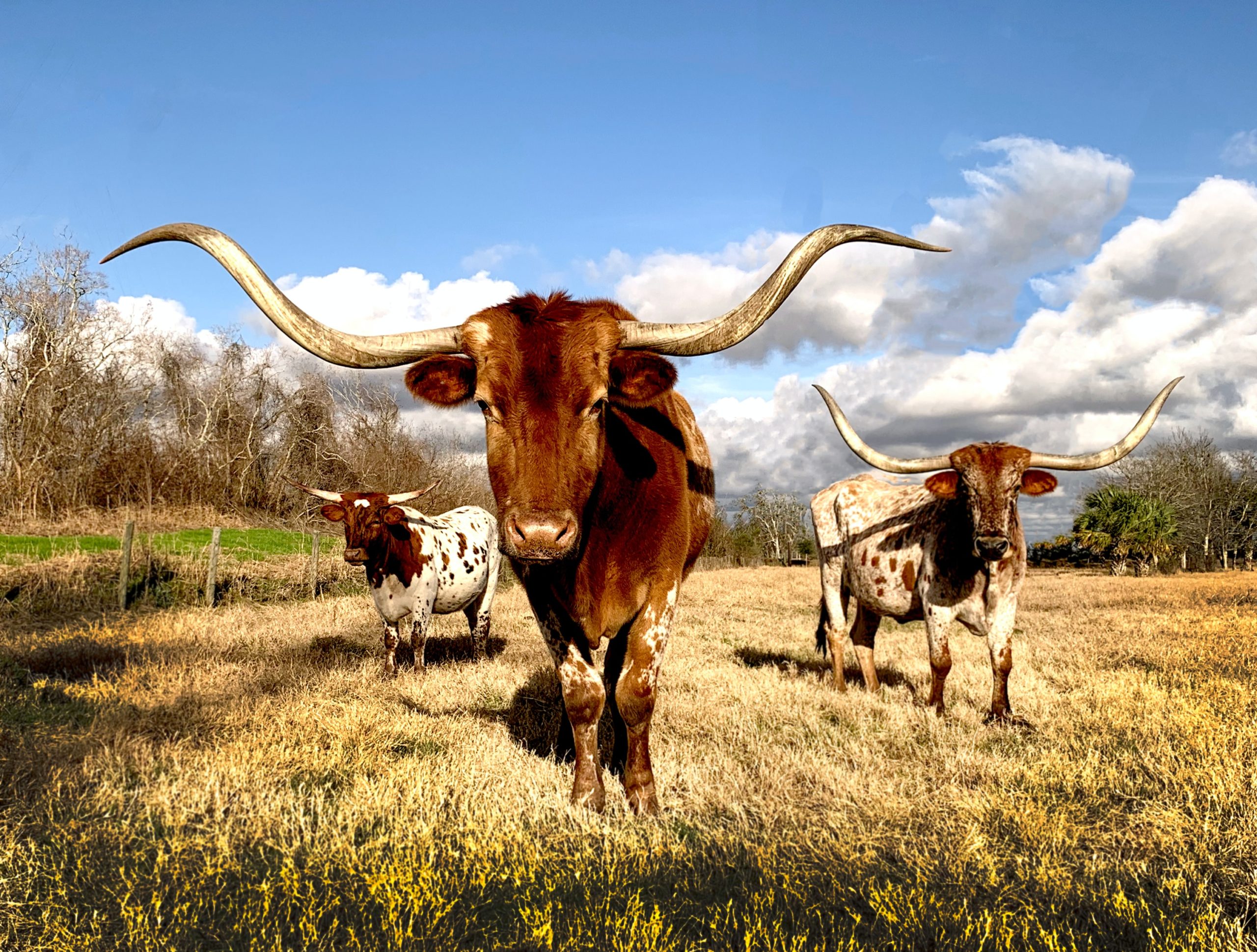 The 15 Things that Make Texas Famous Texas Proud