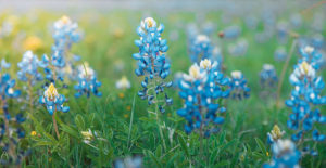 Texas State Flower: The Bluebonnet & The Amazing Story Behind It