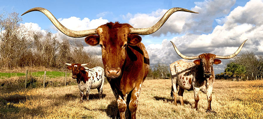 What is the official state animal of Texas? We've got 8 of them! - Texas  Proud
