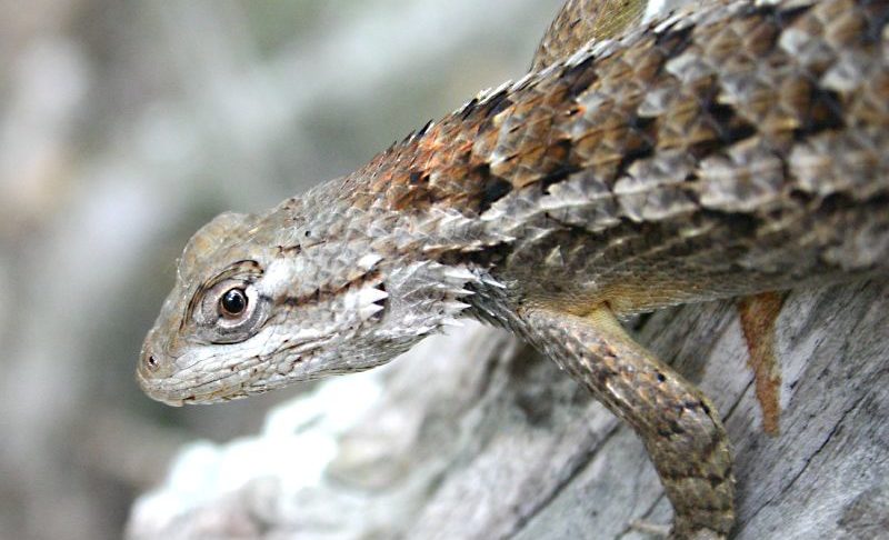 types of poisonous lizards