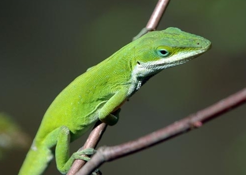 Small Lizards In Texas